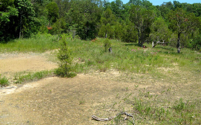 Outer Bluegrass Dolomite Glade and Barren, Bullitt Co., KY.