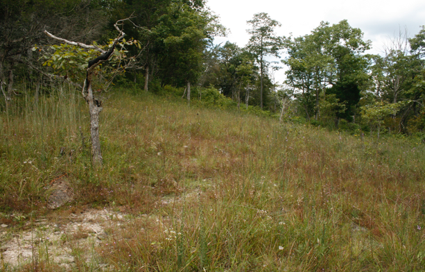 Crawford Uplands Limestone Barren, Mosquito Creek, Harrison Co., Indiana