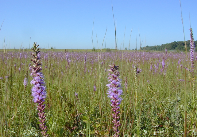 Spiked Blazing Star (Liatris spicata) in Eastern Highland Rim Prairie, Arnold Airforce Base, Coffee Co., TN.