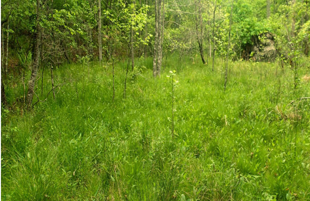 Western Highland Rim Acidic Seepage Fen, Dry Branch SNA, Lewis Co., TN.