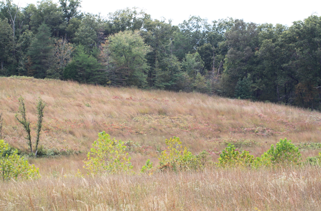 Western Highland Rim Savanna, Land Between the Lakes, Stewart Co., TN.