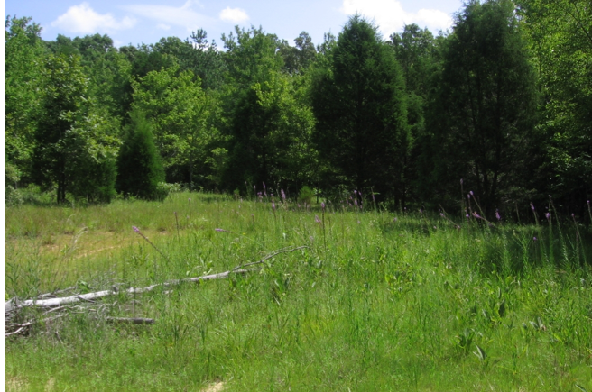 Western Highland Rim Savanna, “Picadilly Prairie”, Dickson Co., Tennessee
