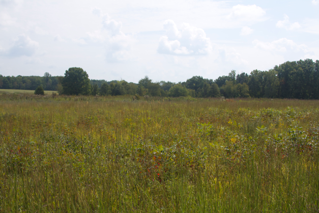 Western Highland Rim Loess Prairie, Lewis Co., Tennessee.