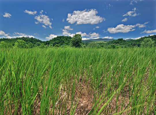 Southern Ridge and Valley Inland Salt Marsh, Saltville, Smyth Co., VA