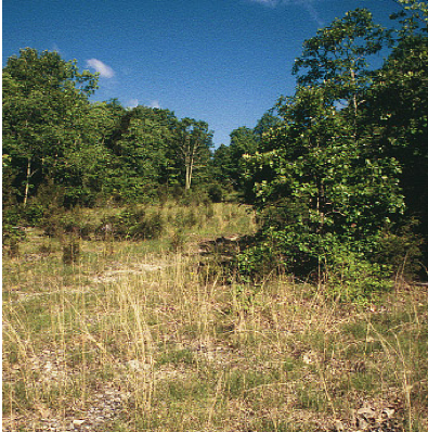 Southern Ridge and Valley Limestone Barren, The Cedars Natural Area Preserve, Lee Co., Virginia