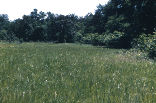 The Extinct "Glades" of the Cumberland Plateau