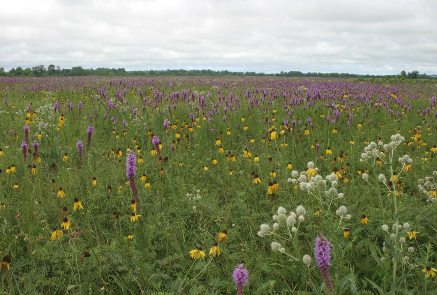 Cherokee Prairie.png