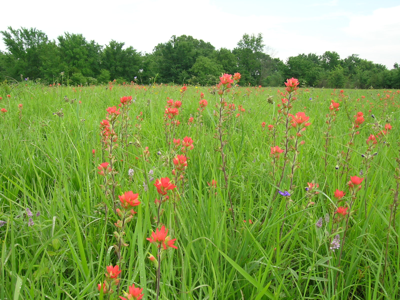 Indian Paintbrush (Castilleja coccinea), Mississippi Alluvial Plain Hardpan Prairie, Grand Prairie, Arkansas