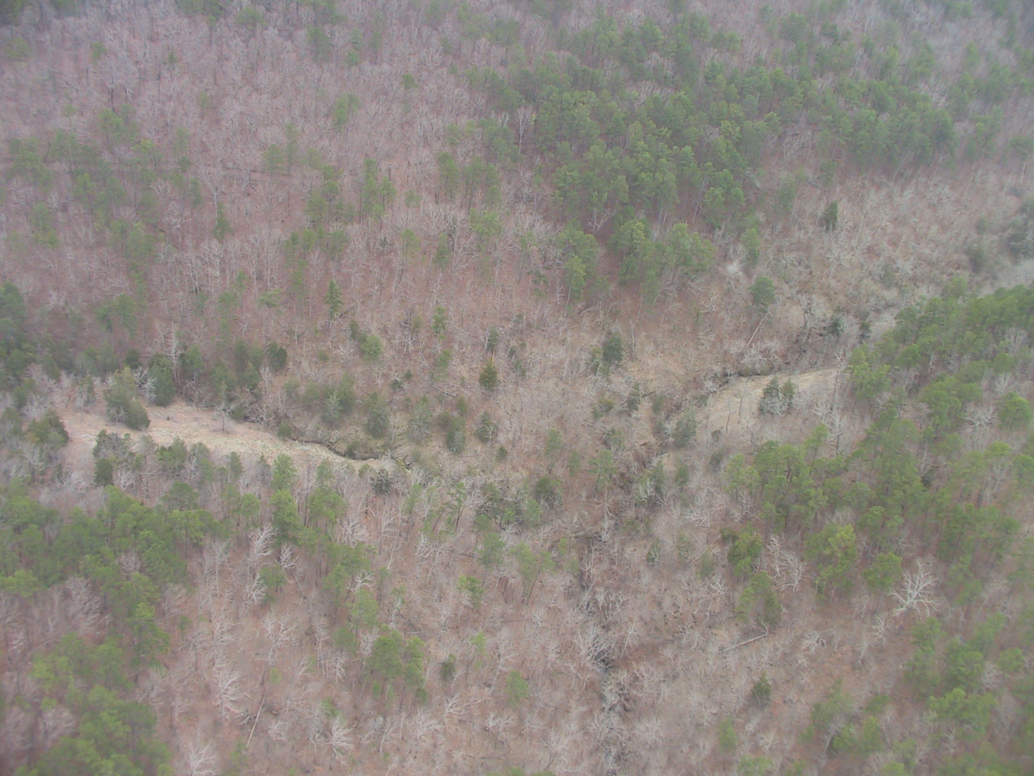 Ouachita Mountains Shale Glade and Woodland, Middle-Fork Barrens Natural Area, Saline Co., Arkansas