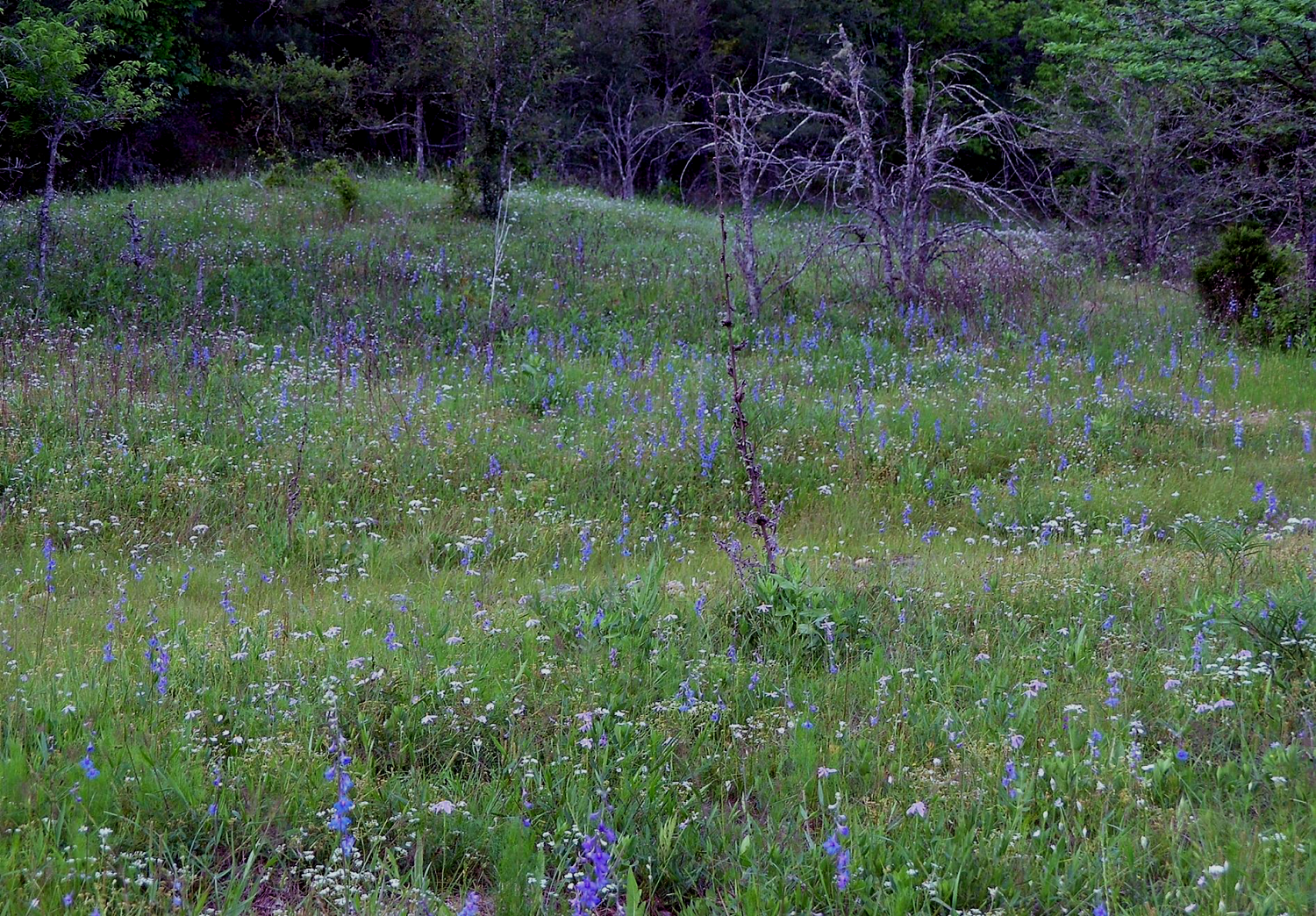 Ouachita Mountains Shale Barren, Middle-Fork Barrens Natural Area, Saline Co., Arkansas