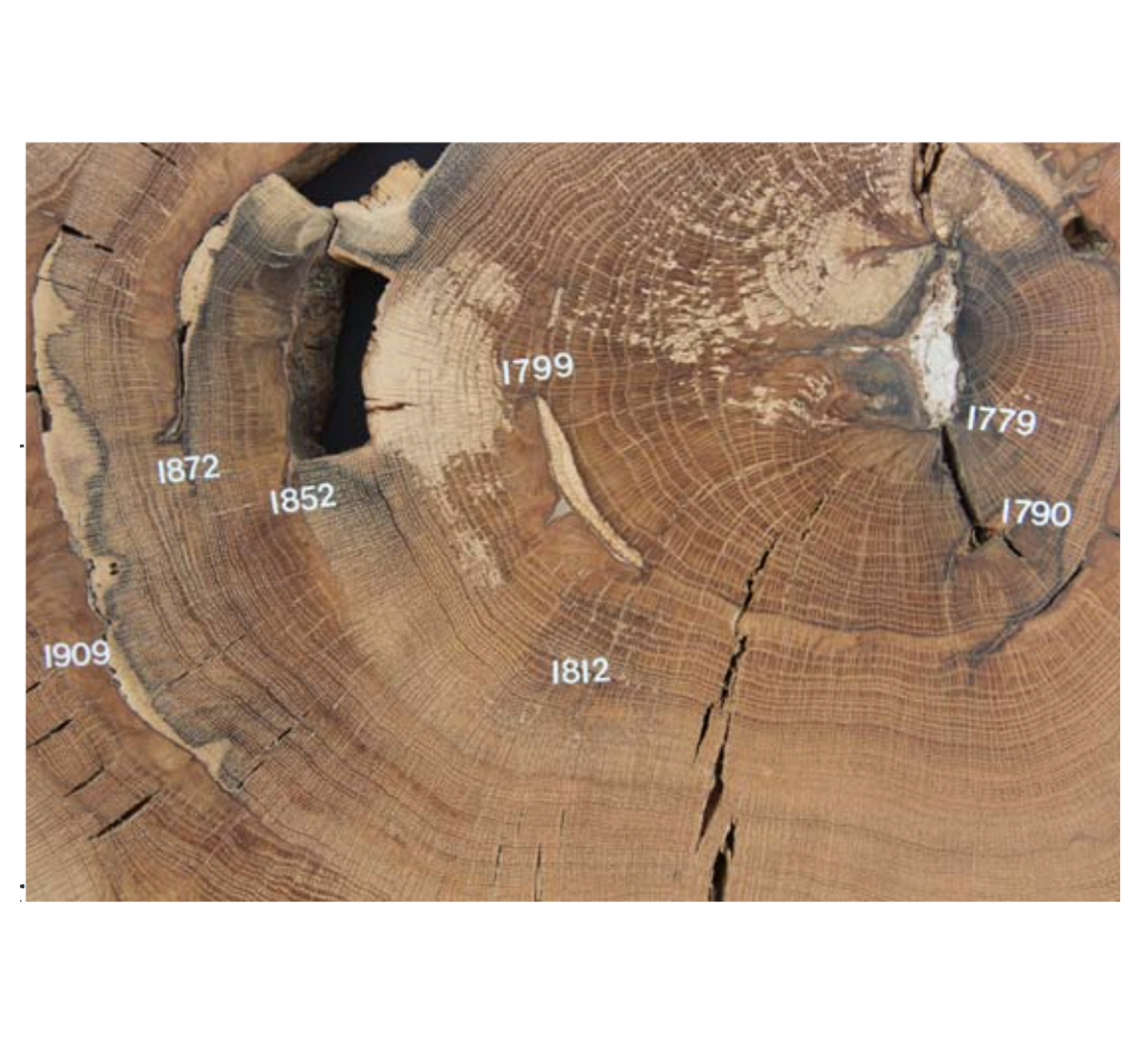 dendro.png