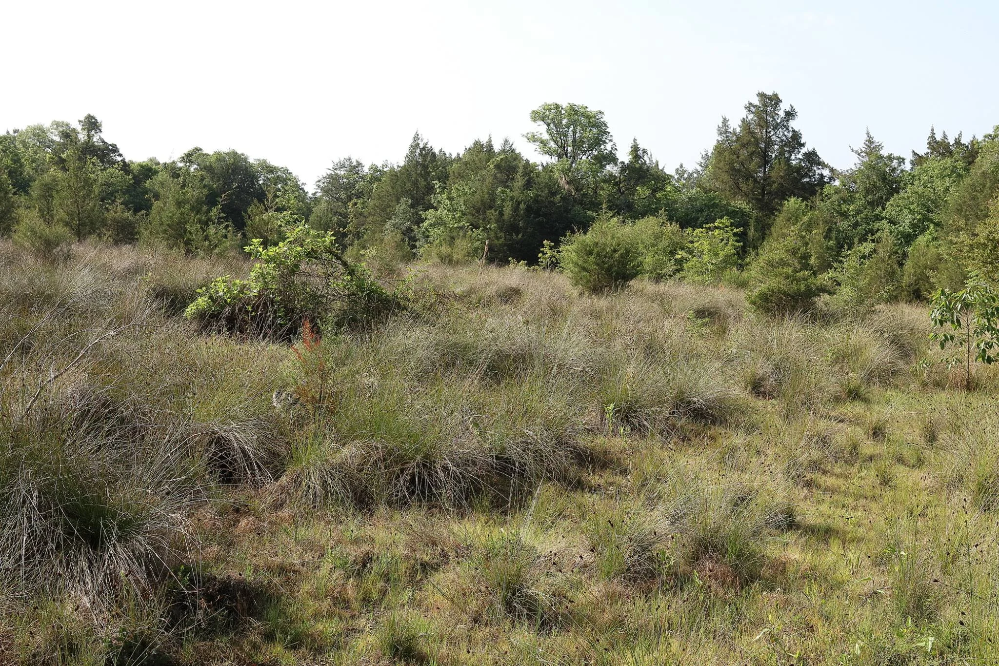 East Gulf Coastal Plain Limestone Barren, Jackson County, FL.