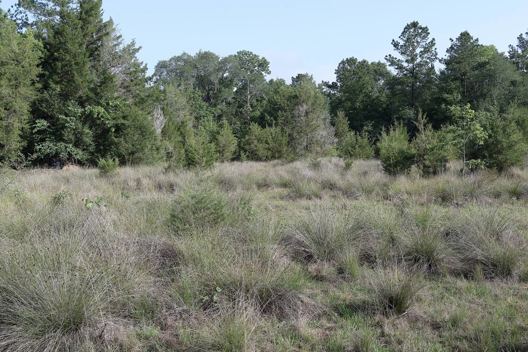 East Gulf Coastal Plain Limestone Barren, Jackson County, FL.