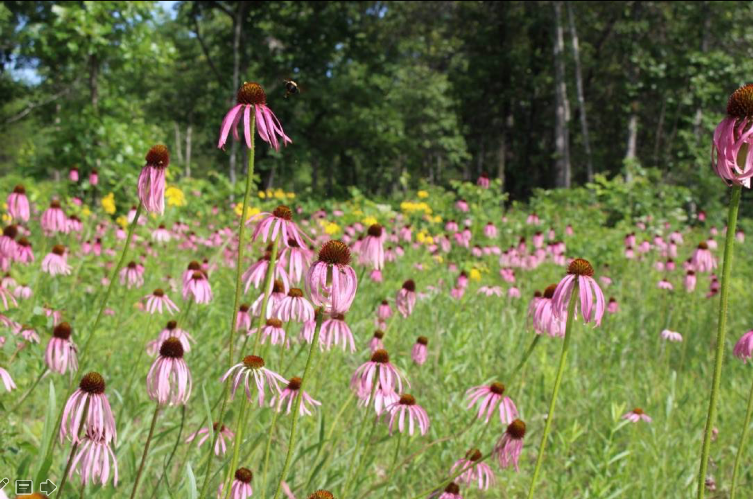 Wavy-Leaf Purple Coneflower (Echinacea simulata) in Inner Nashville Basin Limestone Savanna being restored at Flatrock Glades and Barrens State Natural Area, Rutherford Co., Tennessee