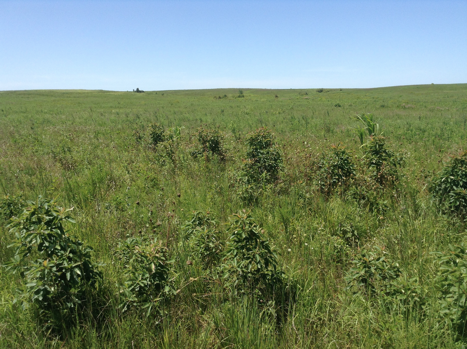 What Are Southeastern Grasslands Southeastern Grasslands Initiative