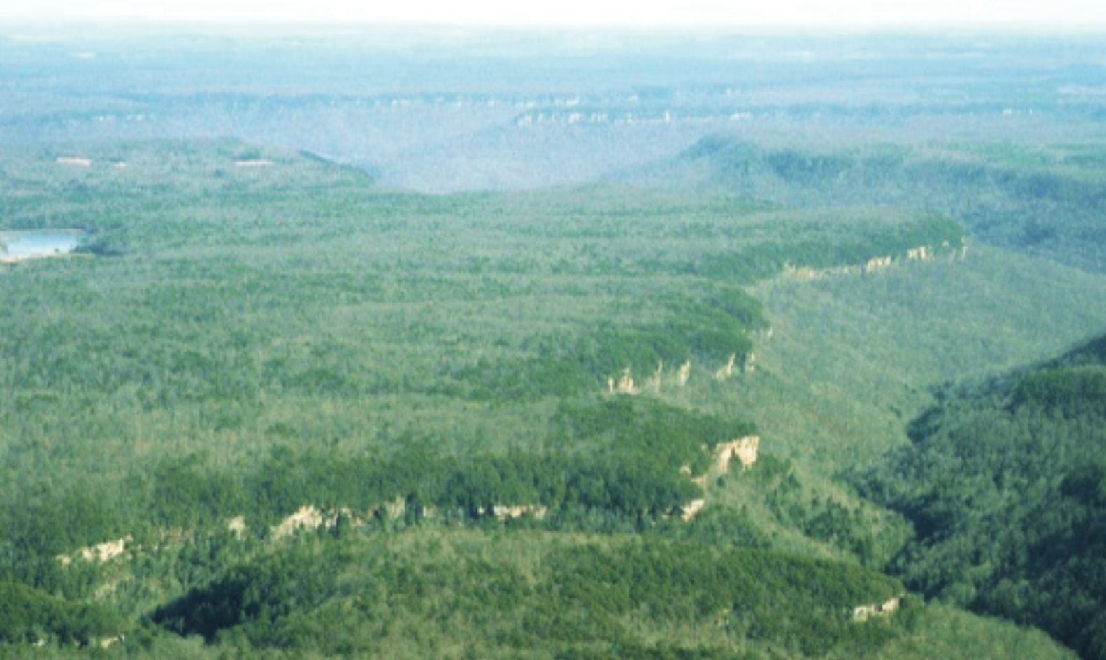 In some areas, large expanses of close-canopied forest that we know were open savannas historically can be restored with a combination of selective canopy thinning and prescribed burning. For example, the broad expanses on top of the Cumberland Plateau of Tennessee respond very well to thinning and burning and can be reverted to high quality shortleaf pine-post oak savanna. 