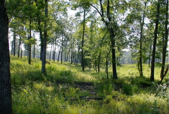 At Catoosa Wildlife Management Area, Cumberland Co., Tennessee, thousands of acres of formerly closed-canopied forests have been restored to high-quality oak savanna. In recent years shortleaf pine has been regenerating and numerous rare plant and animal species have been documented.
