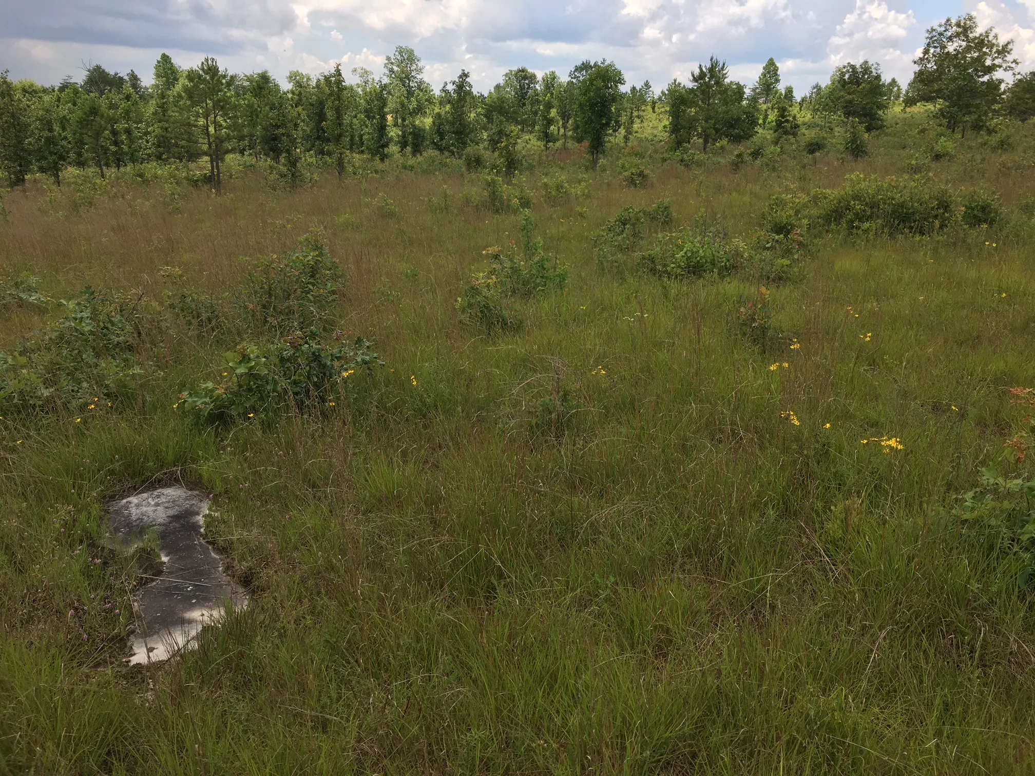 This shortleaf pine-post oak savanna at Bridgestone-Firestone Centennial Wilderness, Cumberland Co., Tennessee was a loblolly pine plantation not too many years ago. Prescribed burning applied every one to two years following harvesting of the pine has led to dramatic recovery of this imperiled ecosystem.