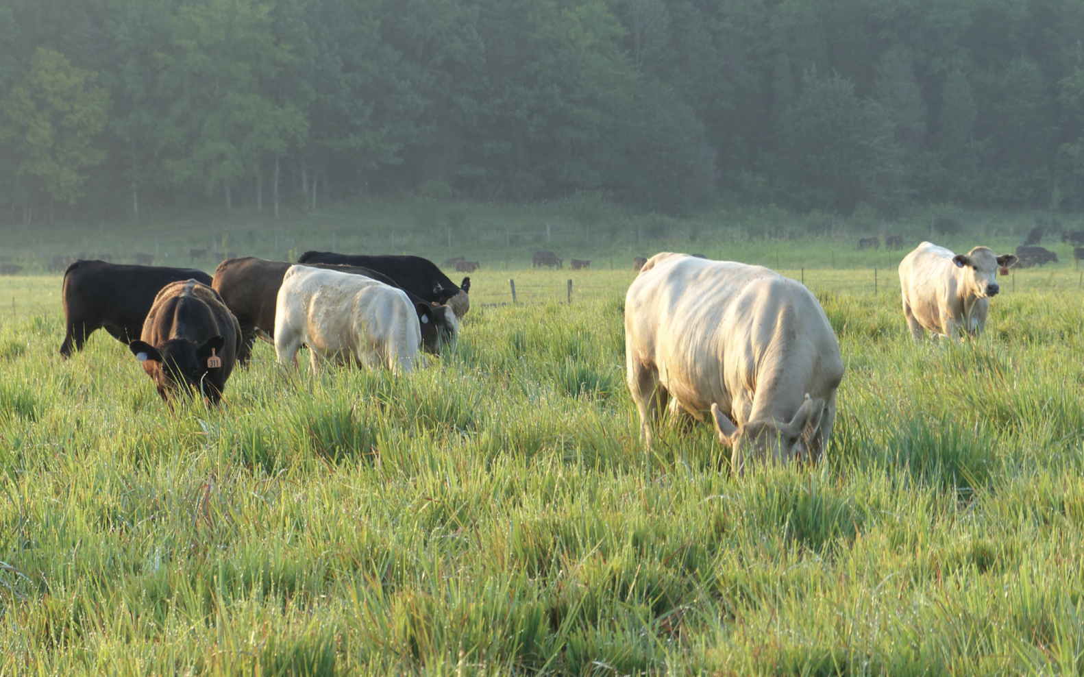Cattle grazing on native grasses on a Tennessee farm (photo credit: Kyle Brazil). The Center for Native Grasslands Management (CNGM) at the University of Tennessee is a leader in restoration of native grasses for grazing lands. 