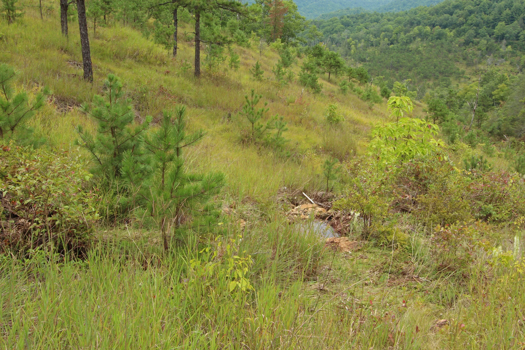 Buck Creek Serpentine Barrens, Nantahala National Forest, Clay County, North Carolina