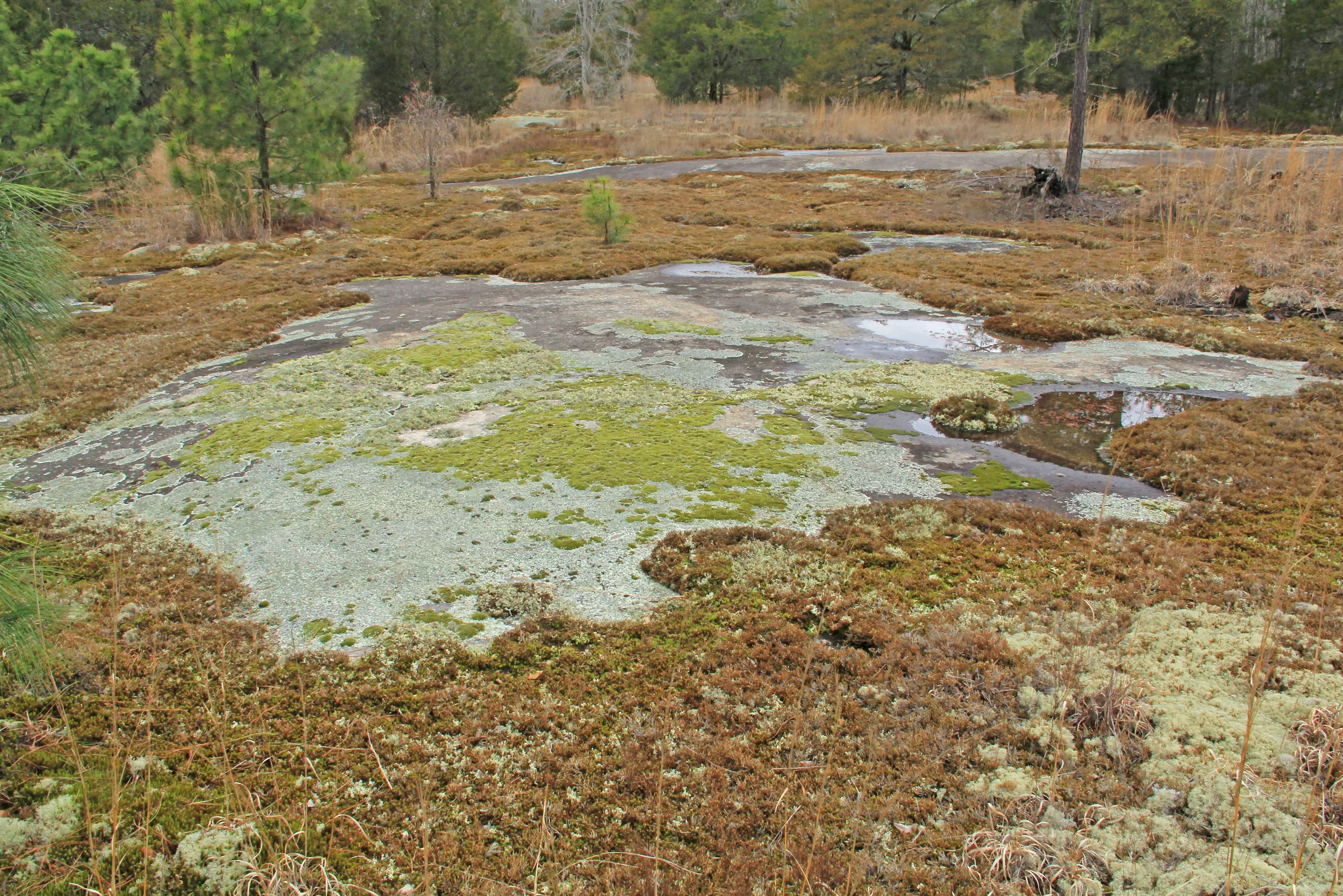 Piedmont Granite Glade, Heggie's Rock, Heggie's Rock Preserve, The Nature Conservancy, Columbia County, Georgia