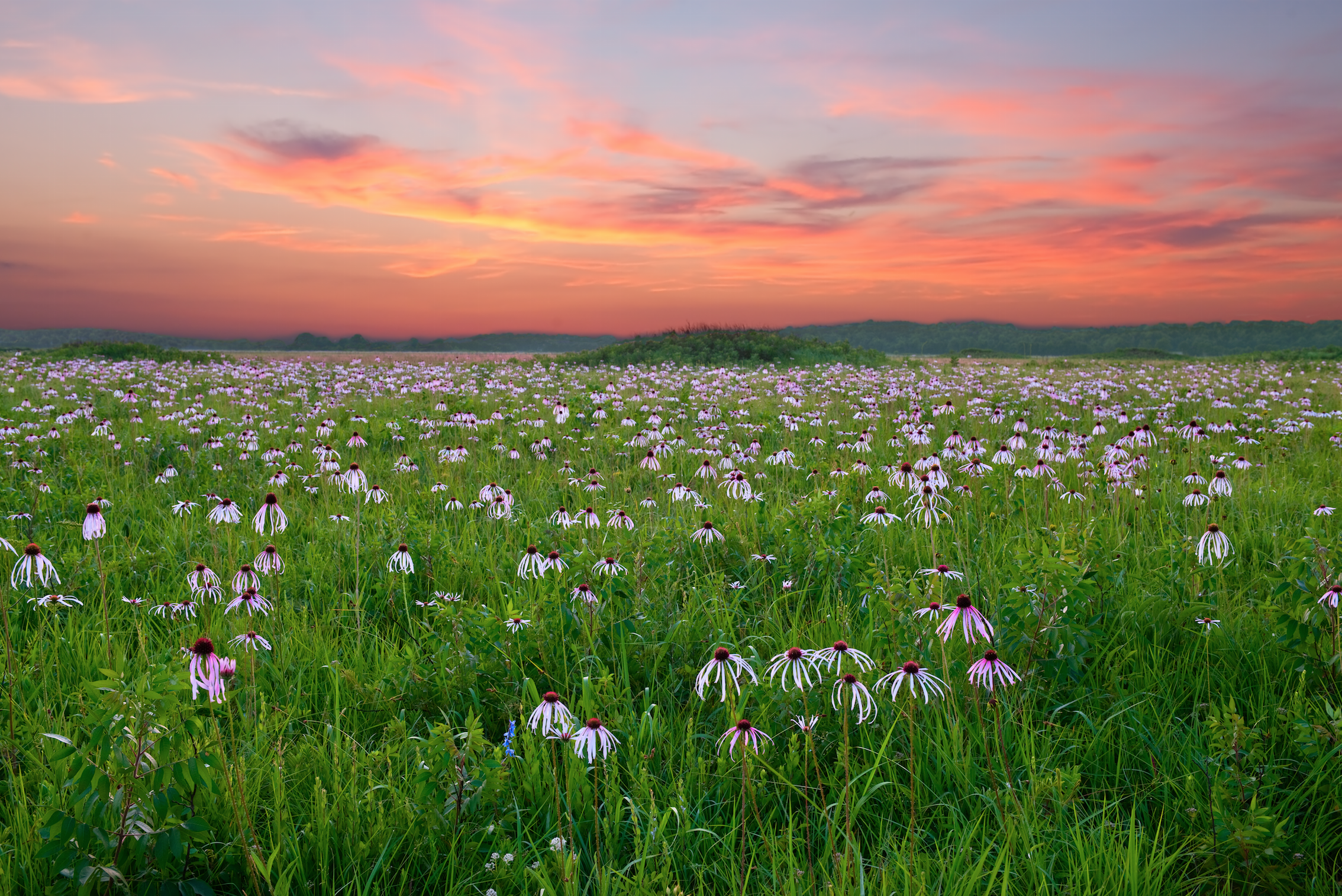 Cherokee Prairie Natural Area, Arkansas River Valley near Fort Smith, Arkansas.