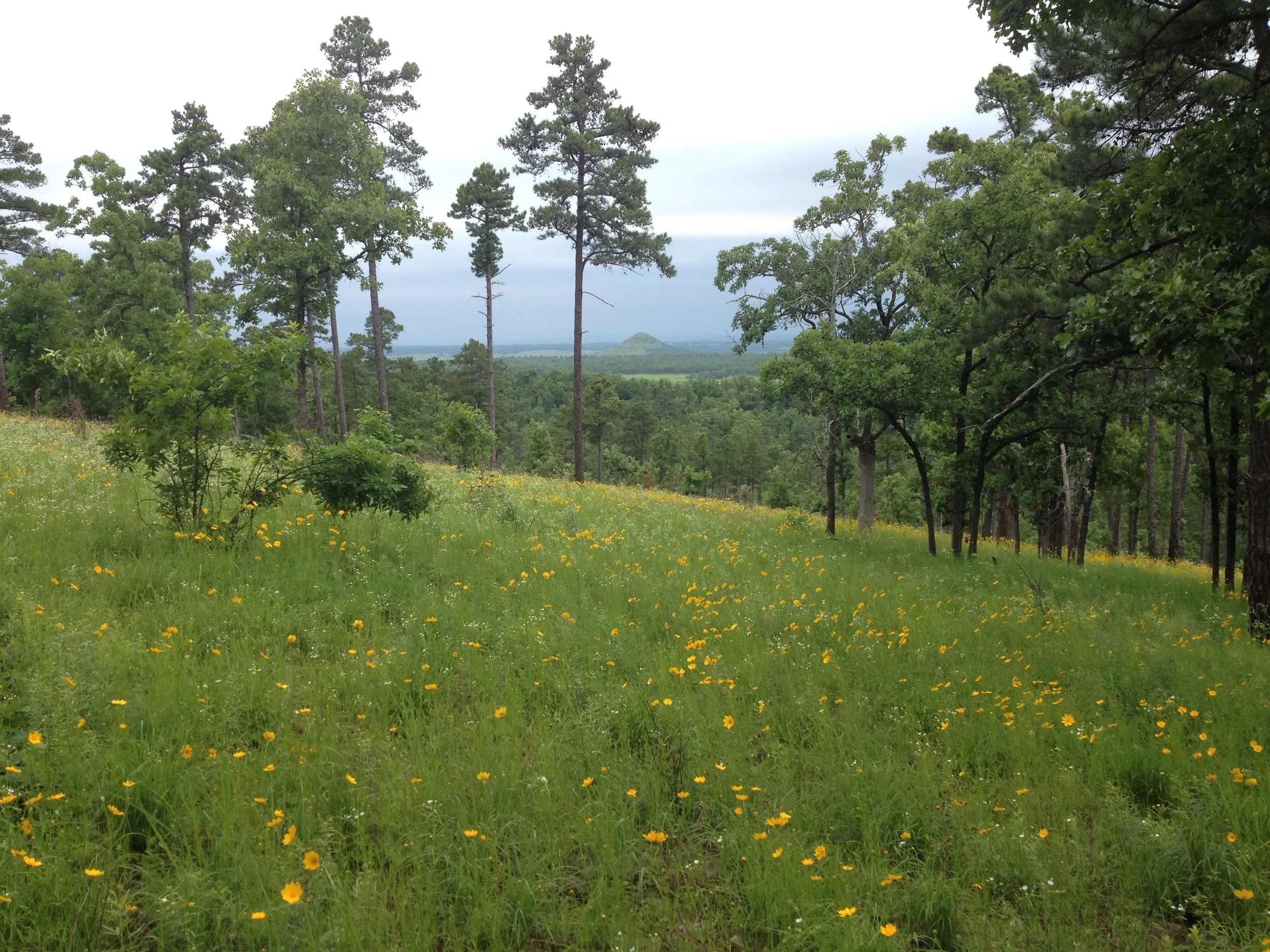 Arkansas River Valley Shortleaf Pine - Oak Savannas, Fort Chaffee Army Base, Arkansas.