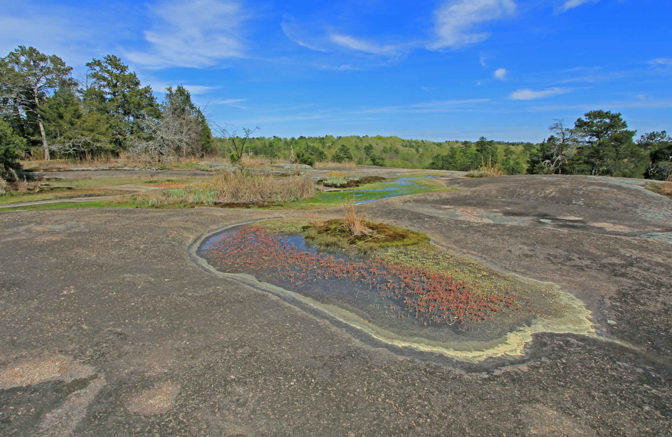 Piedmont Granite Glade, 40 Acre Rock, 40 Acre Rock Heritage Preserve, Lancaster County, South Carolina