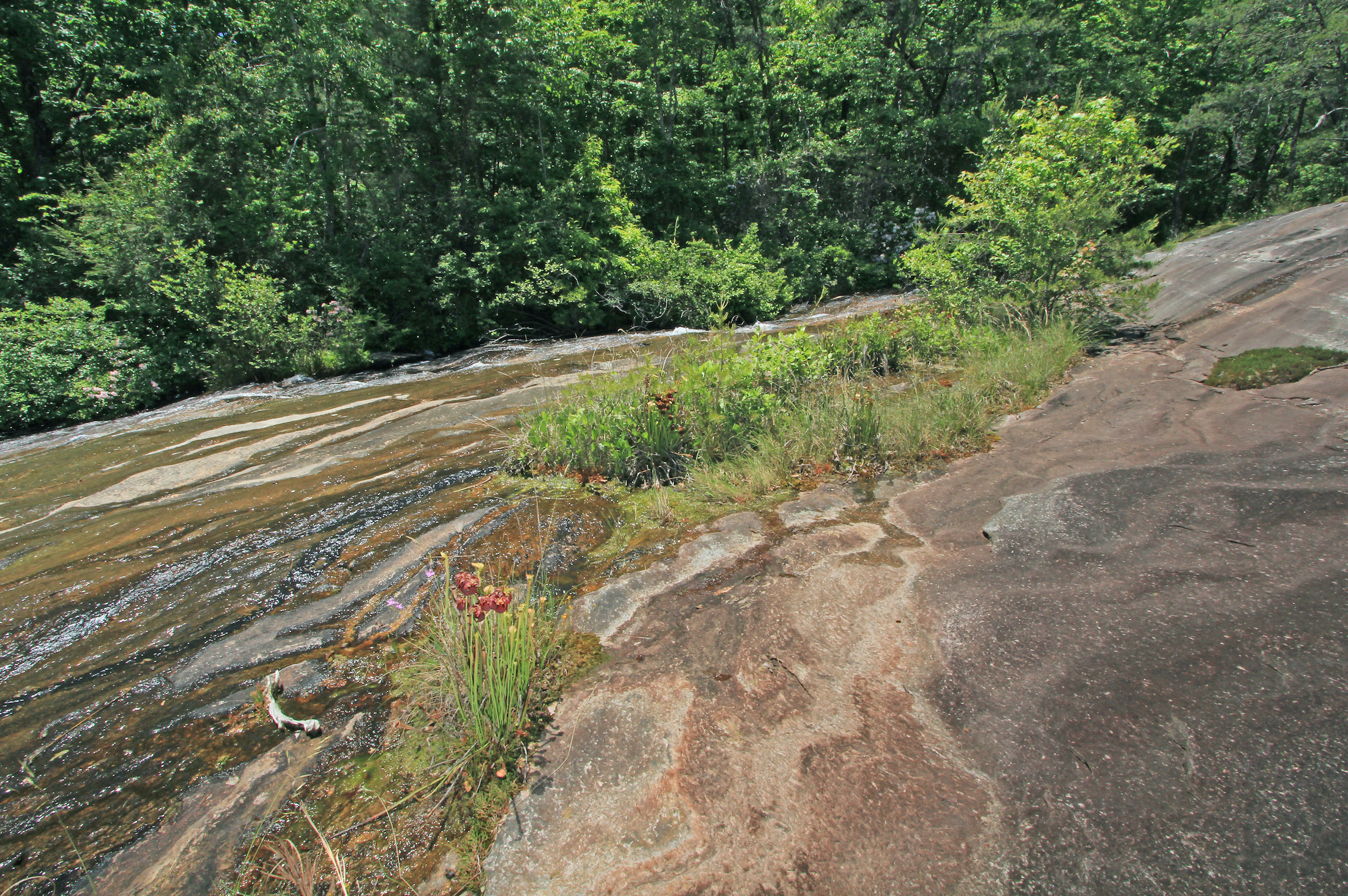 Piedmont Outcrop Seep, Eva Russell Chandler Heritage Preserve, Greenville County, South Carolina