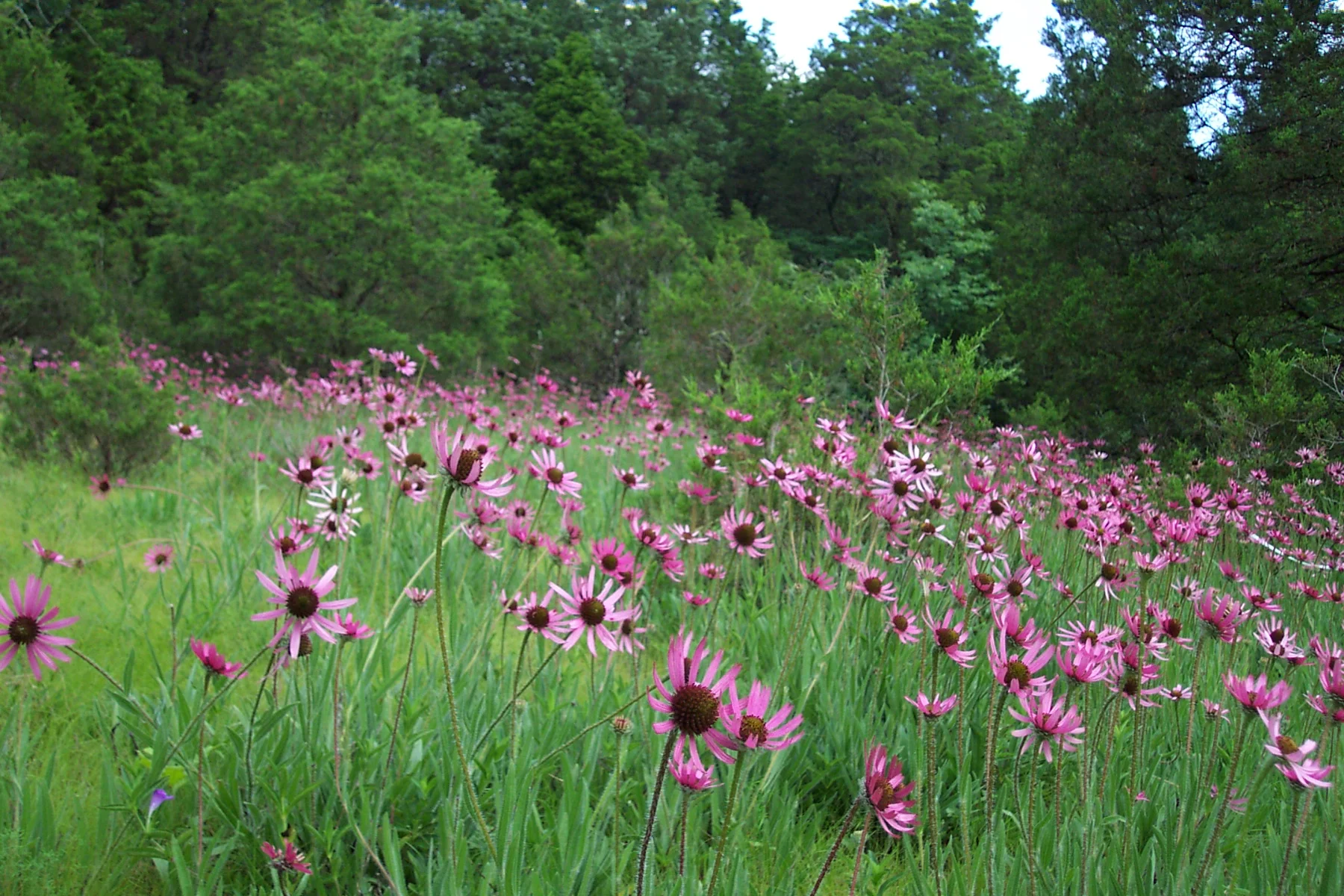 Tennessee Coneflower (Echinacea tennesseensis), Inner Nashville Basin Limestone Savanna-Glade Complex