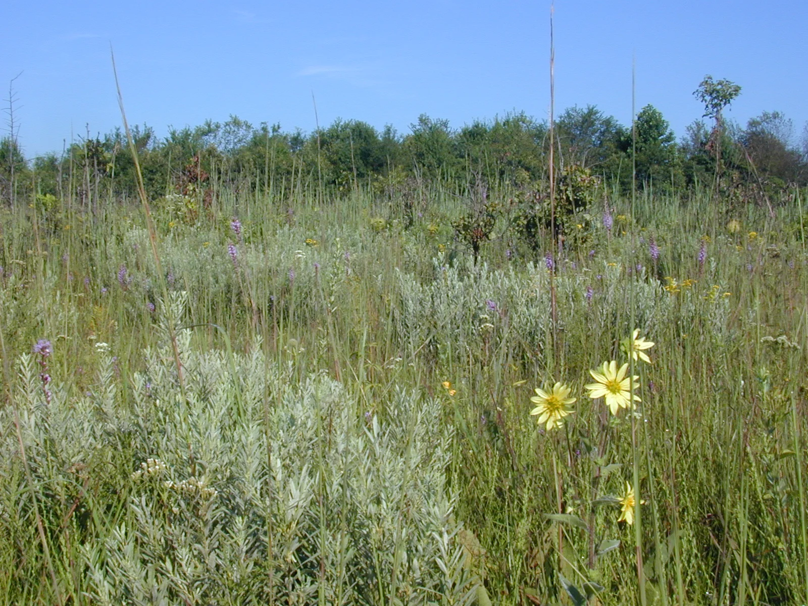 Dwarf Prairie Willow (Salix tristis) and Mohr's Rosinweed (Silphium mohrii) in Eastern Highland Rim Dry-Mesic Prairie, Arnold Engineering Development Center, Coffee Co., Tennessee  