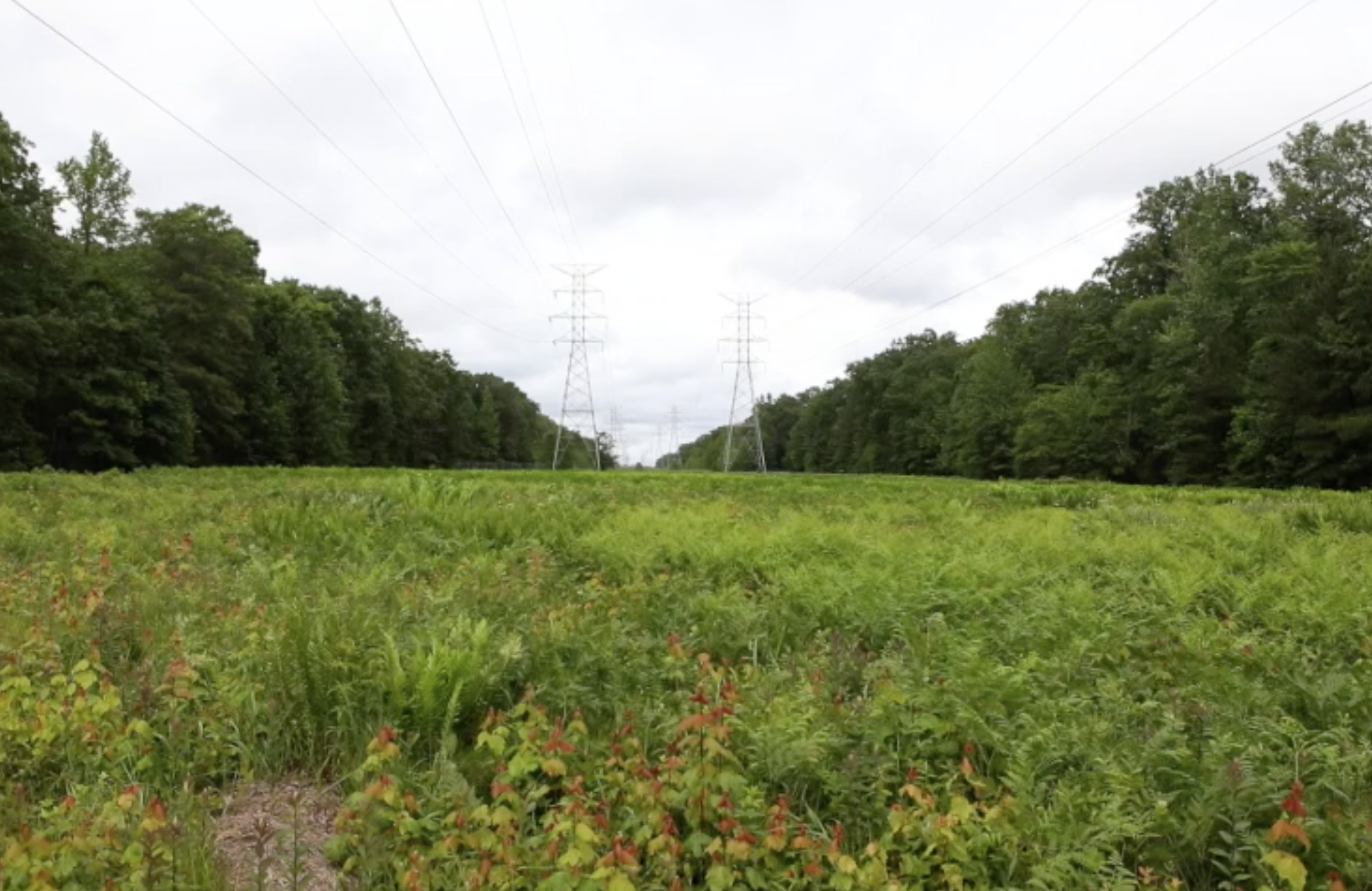 Eastern Highland Rim Hydric Prairie, Powerline Barrens State Natural Area, Arnold Engineering Development Center, Coffee Co., Tennessee