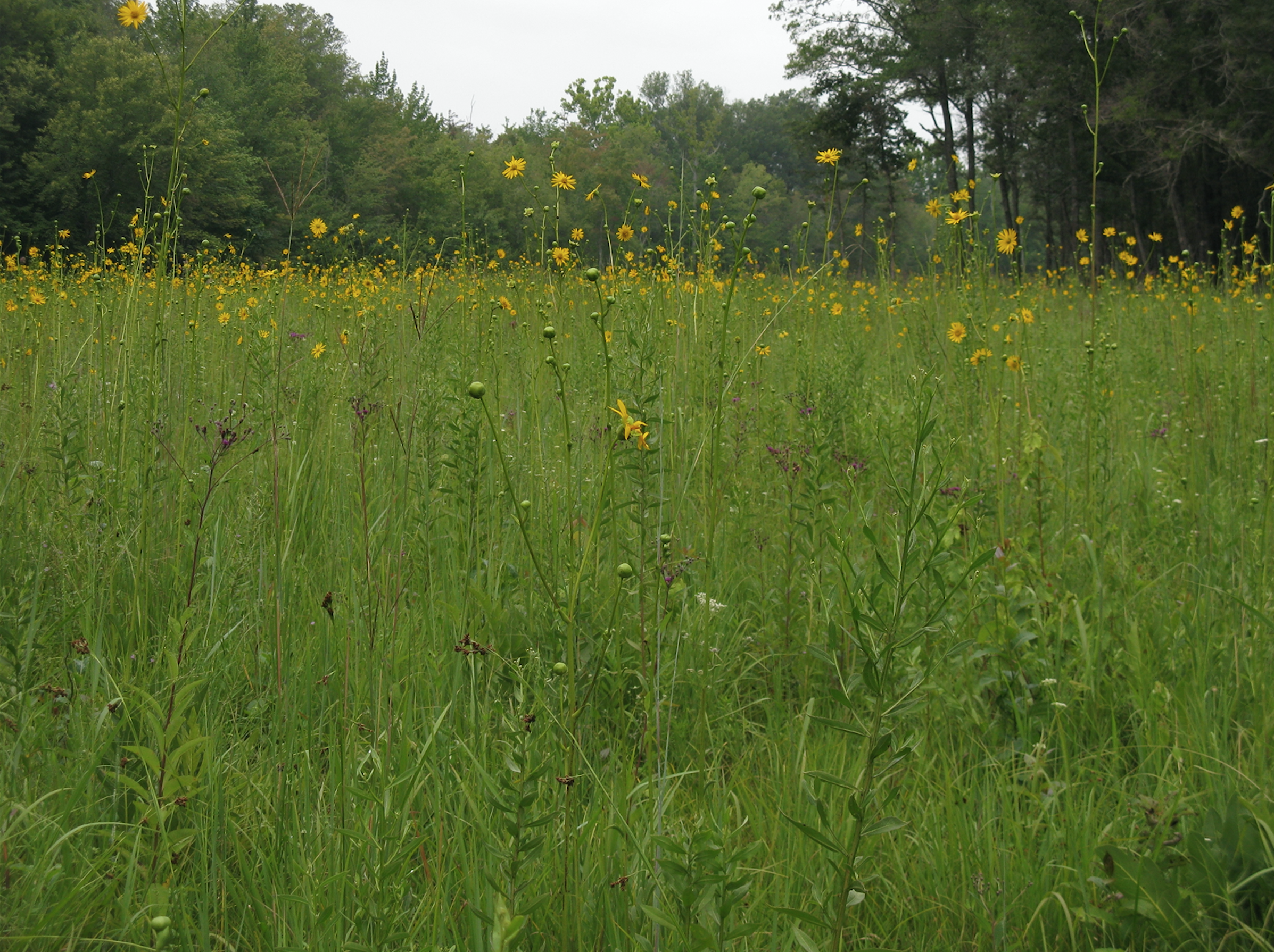 Eastern Highland Rim Xerohydric Hardpan Prairie, May Prairie State Natural Area, Coffee Co., Tennessee