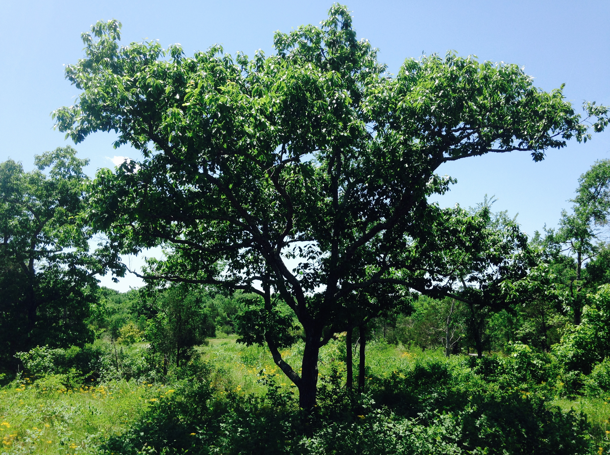 Old-growth chinkapin oak (Quercus muehlenbergii), Inner Nashville Basin Limestone Savanna and Glade, Couchville Glades and Barrens State Natural Area, Davidson Co., Tennessee