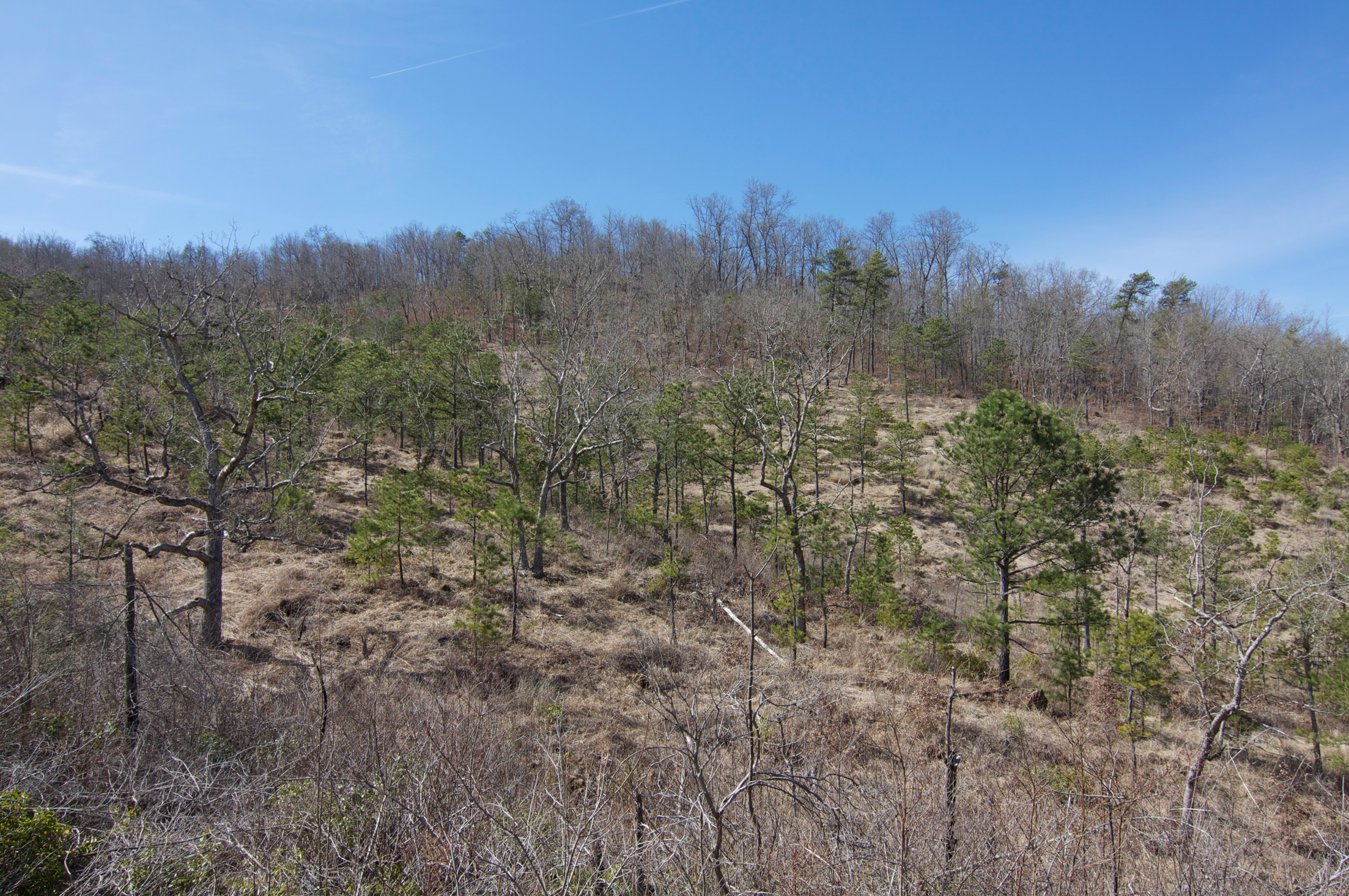 Blue Ridge Serpentine Barren and Woodland, Clay Co., North Carolina