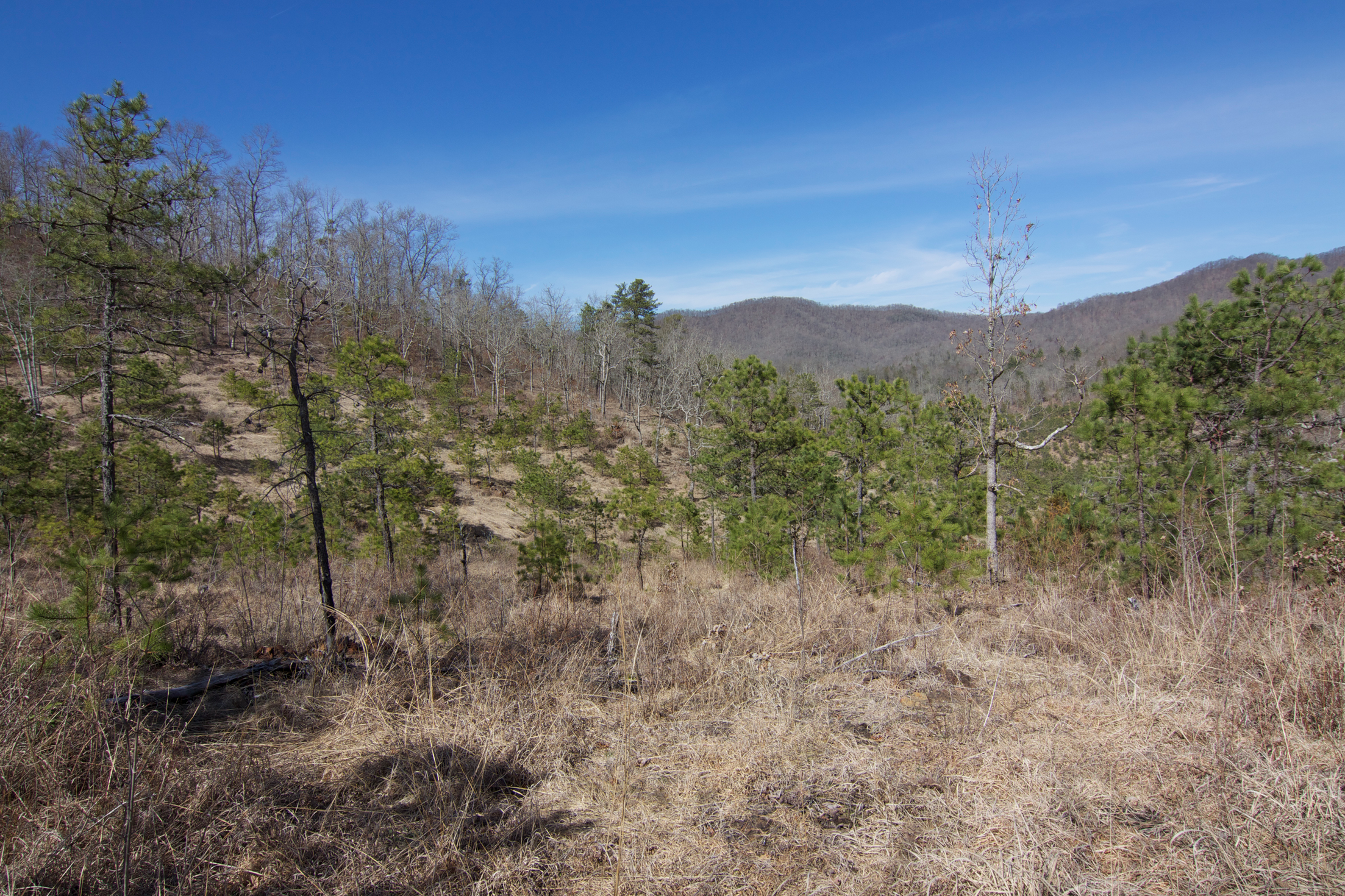 Blue Ridge Serpentine Barren and Woodland, Clay Co., North Carolina