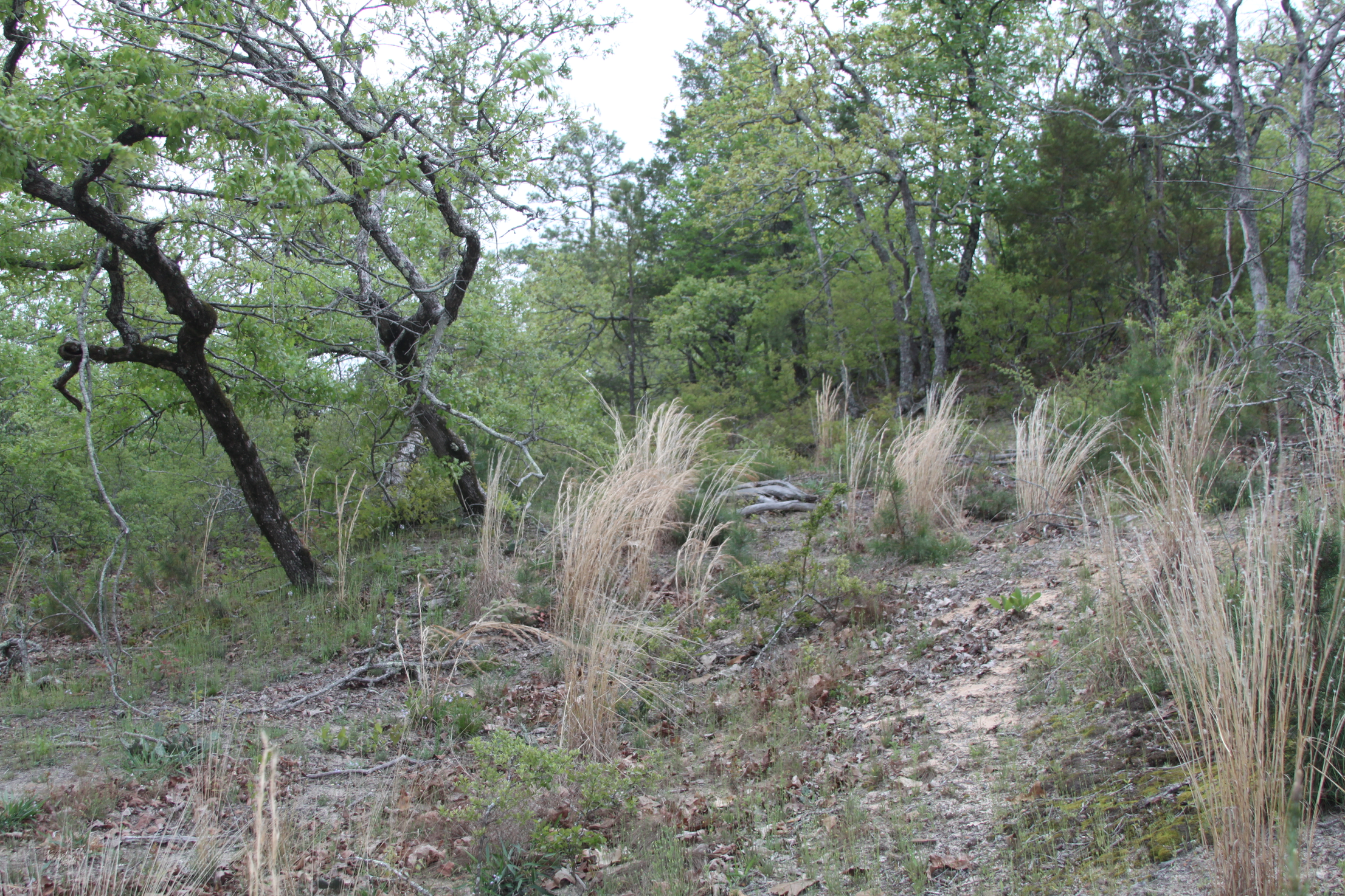 East Gulf Coastal Plain Sand Barren, Fayette Co., Tennessee