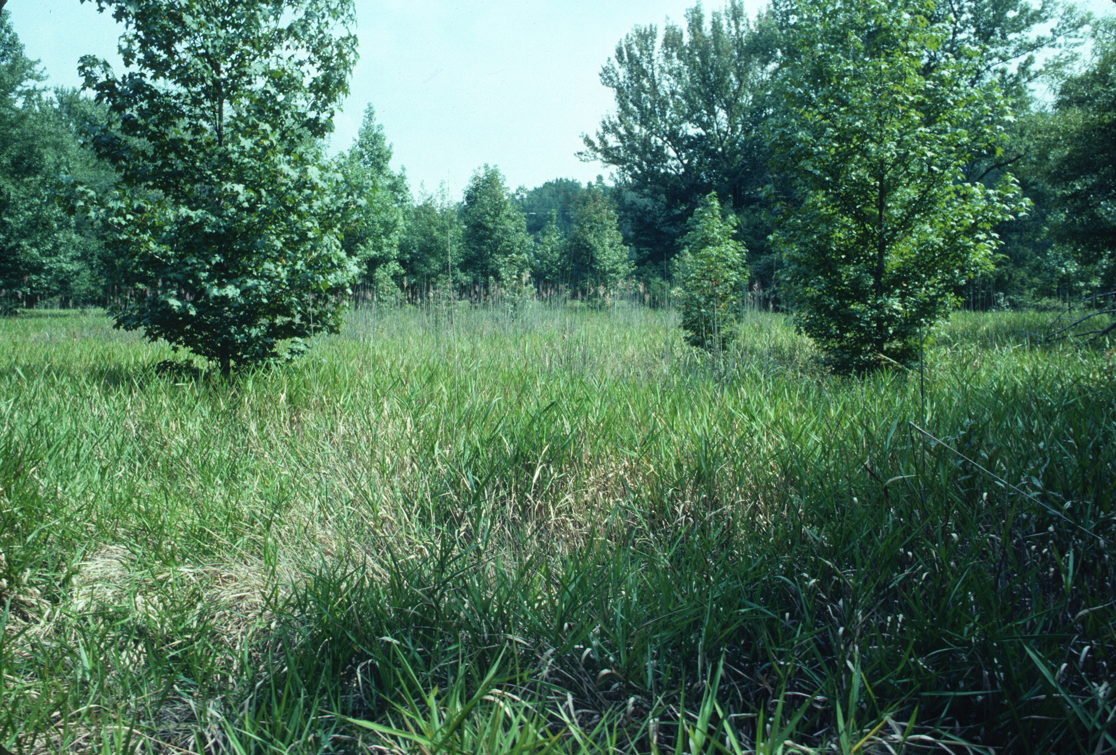 Eastern Highland Rim Depression Pond Marsh, Goose Pond National Natural Landmark, Arnold Engineering Development Center, Coffee Co., Tennessee. Such ponds were embedded in open savannas.