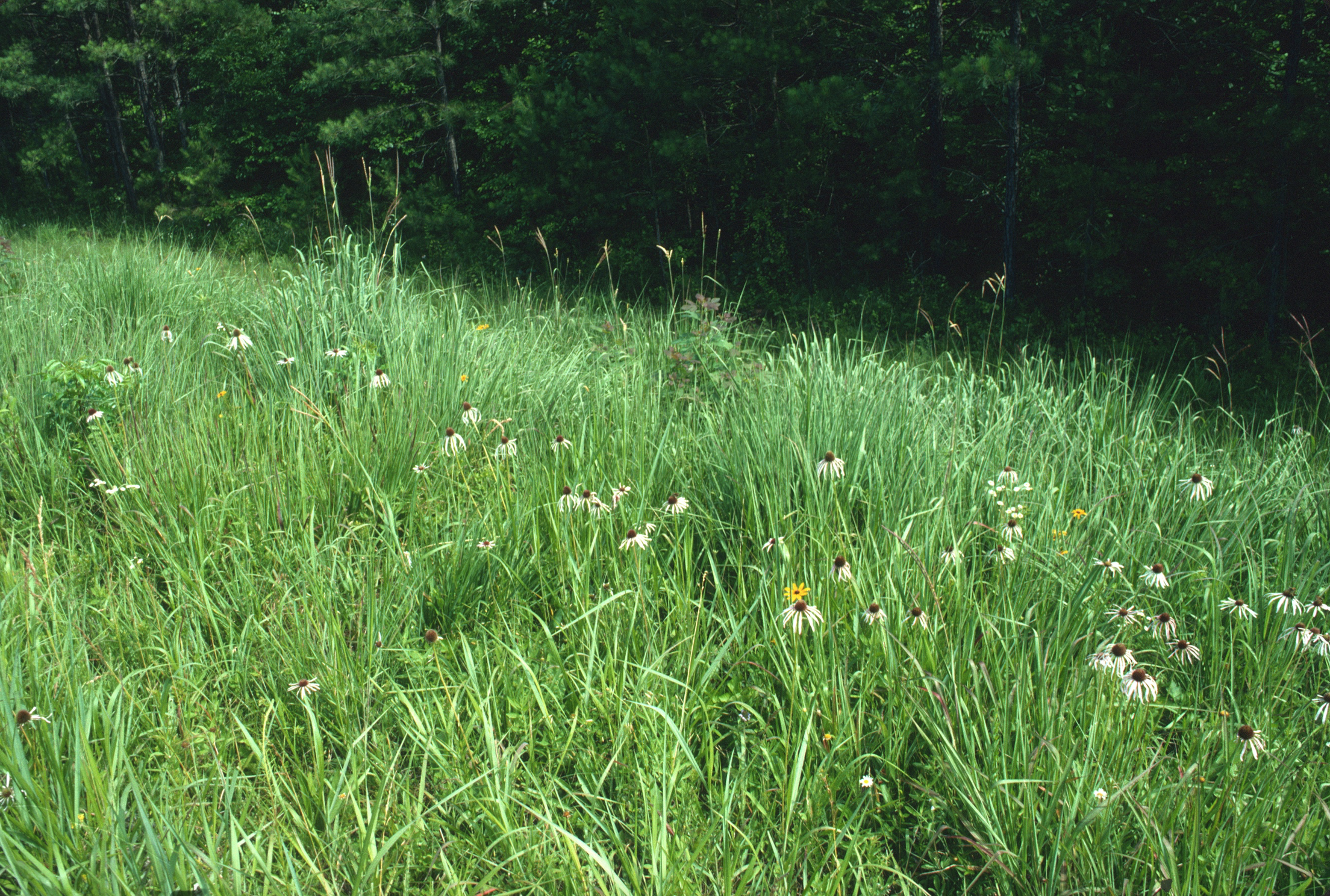 Pale Purple Coneflower (Echinacea pallida) in Eastern Highland Rim Prairie Remnant, along railroad, Arnold Engineering Development Center, Coffee Co., Tennessee