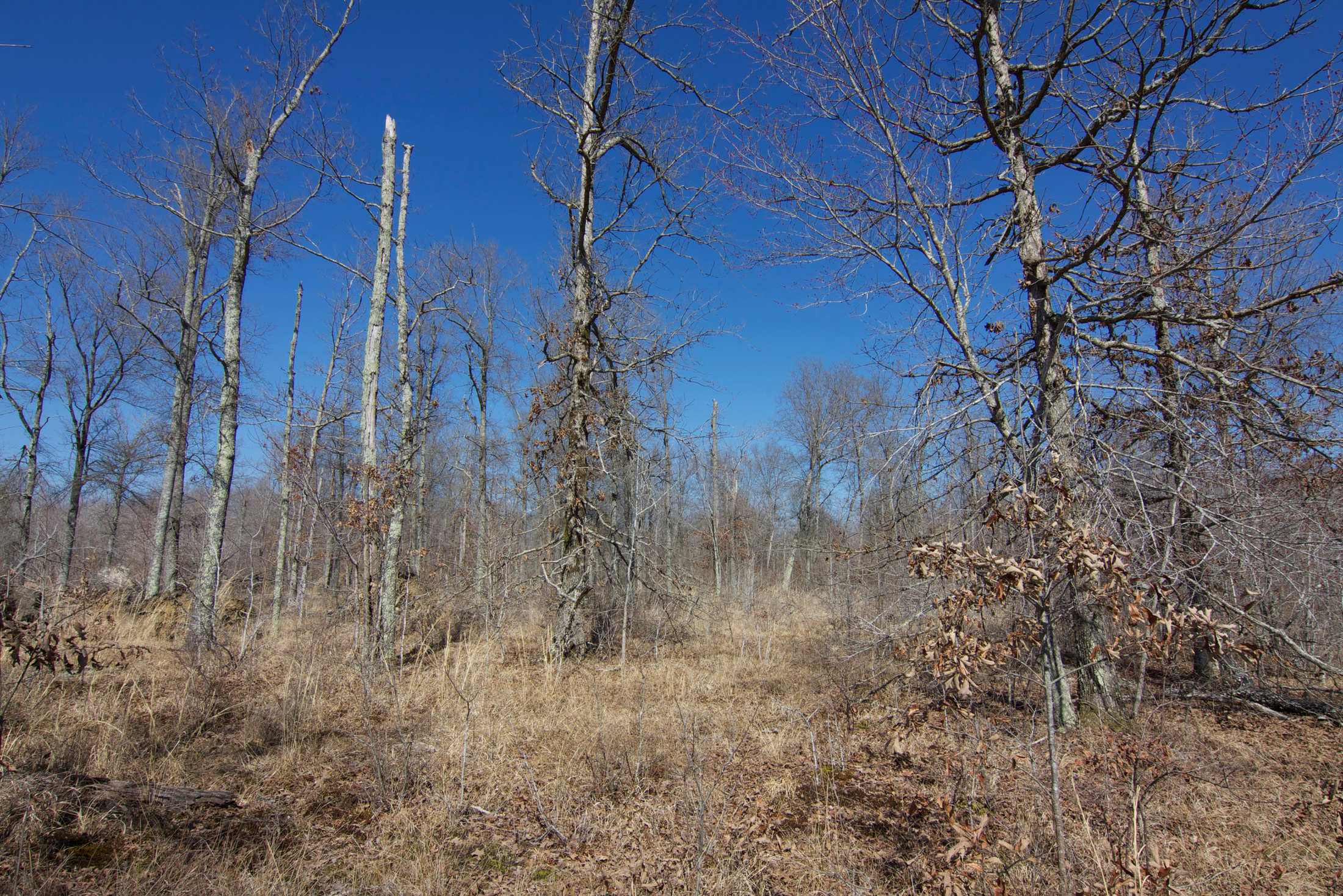 Western Highland Rim Xerohydric Savanna, Lawrence Co., Tennessee