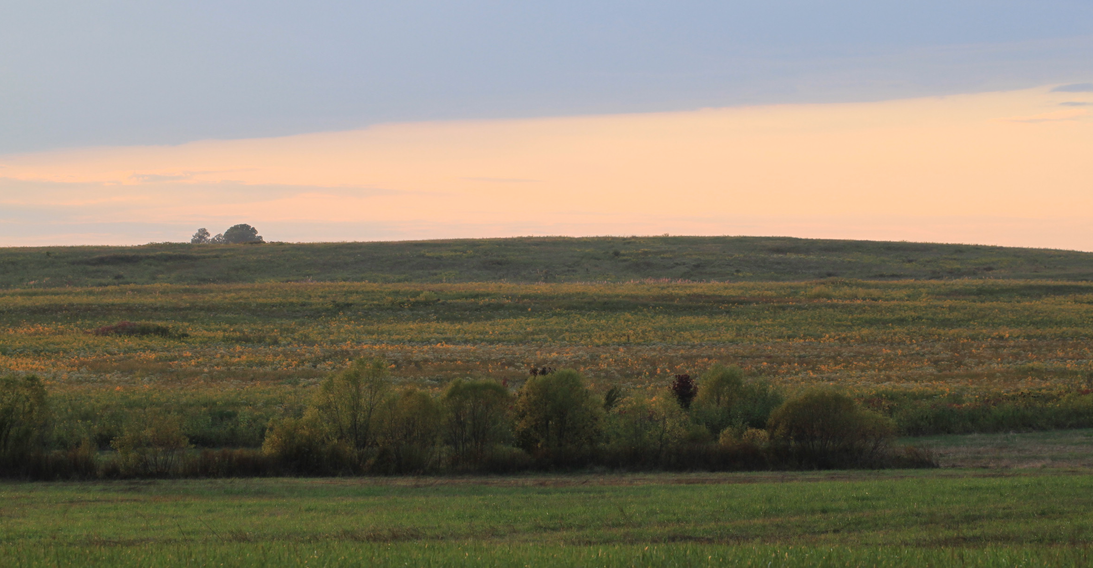 Pennyroyal Plain Prairie, Montgomery Co., Tennessee