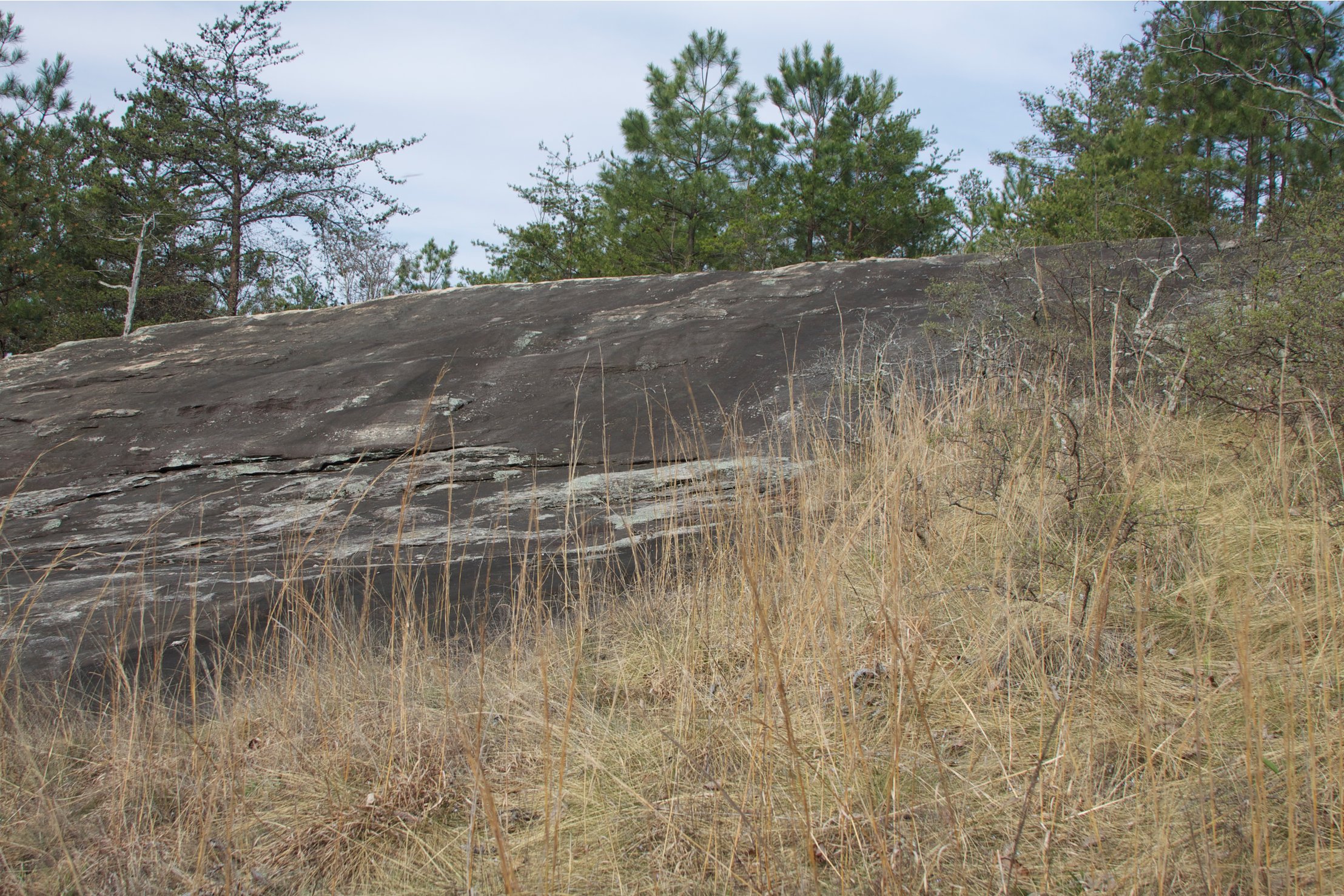 Piedmont Granite Outcrop Seepage Barren, South Carolina