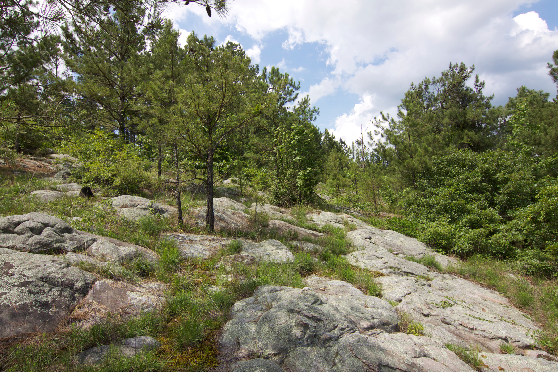 Southern Ridge and Valley Sandstone Outcrop & Barrens, Shoal Creek Mountains, St. Clair Co., Alabama