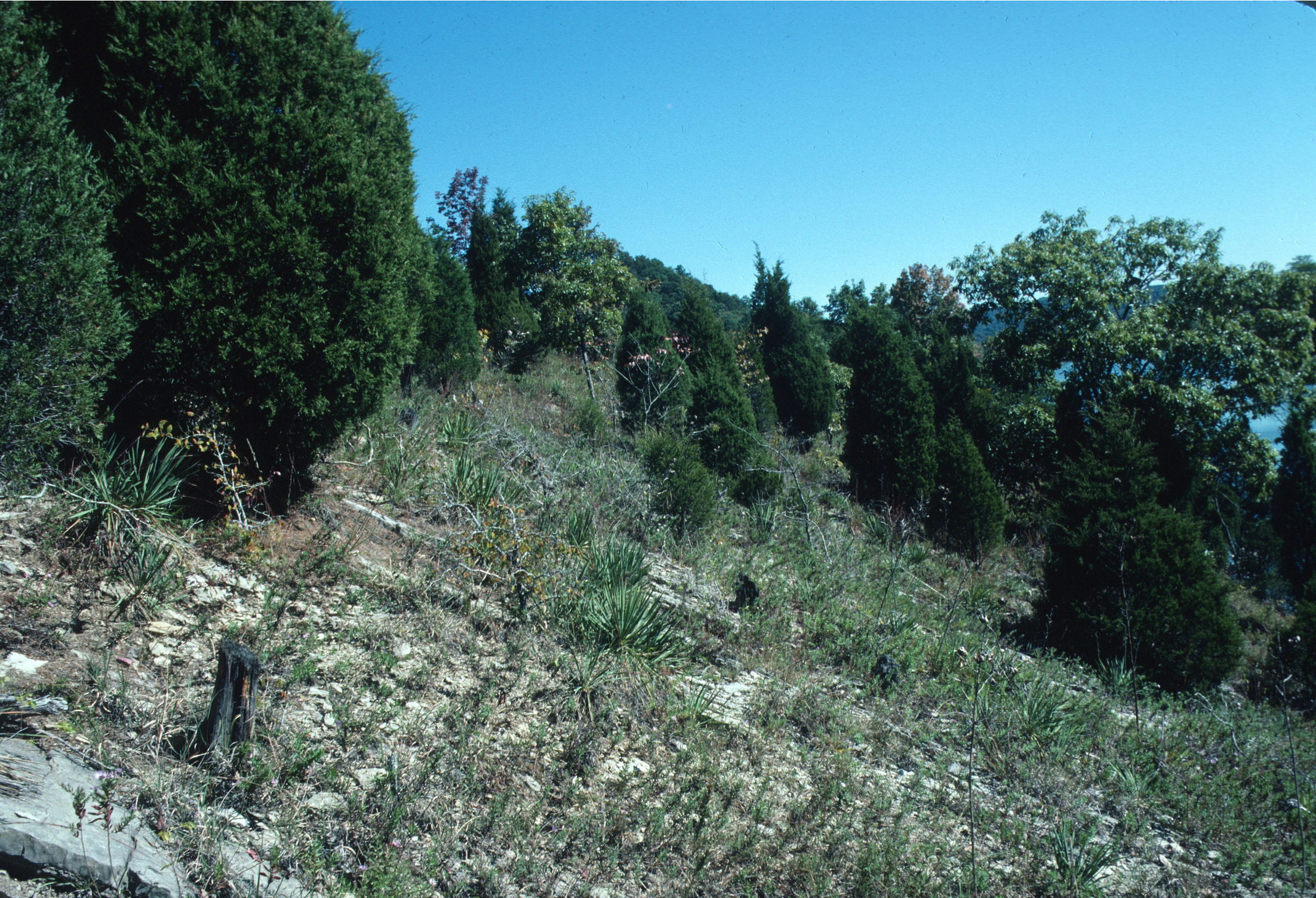Southern Ridge and Valley Dolomite Barren, Anderson Co., Tennessee