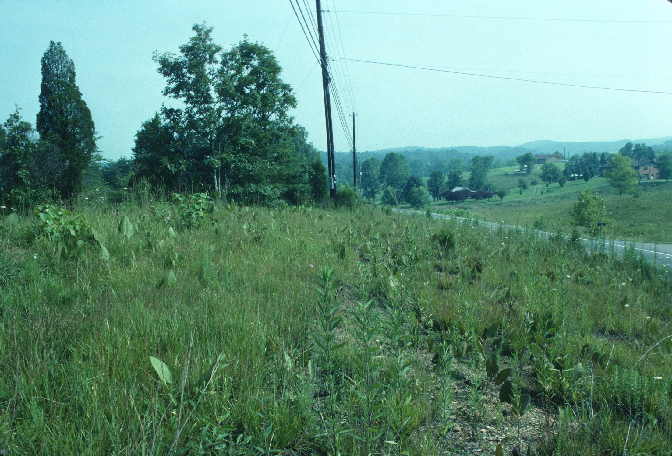 Southern Ridge and Valley Calcareous Savanna remnant, Sevier Co., Tennessee