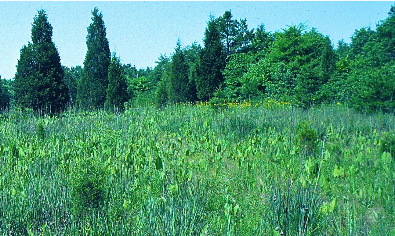 Southern Ridge and Valley Calcareous Savanna