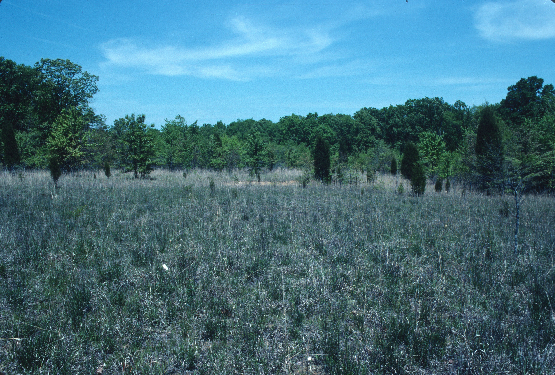 Western Highland Rim Savanna, Mashburn Prairie, Dickson Co., Tennessee