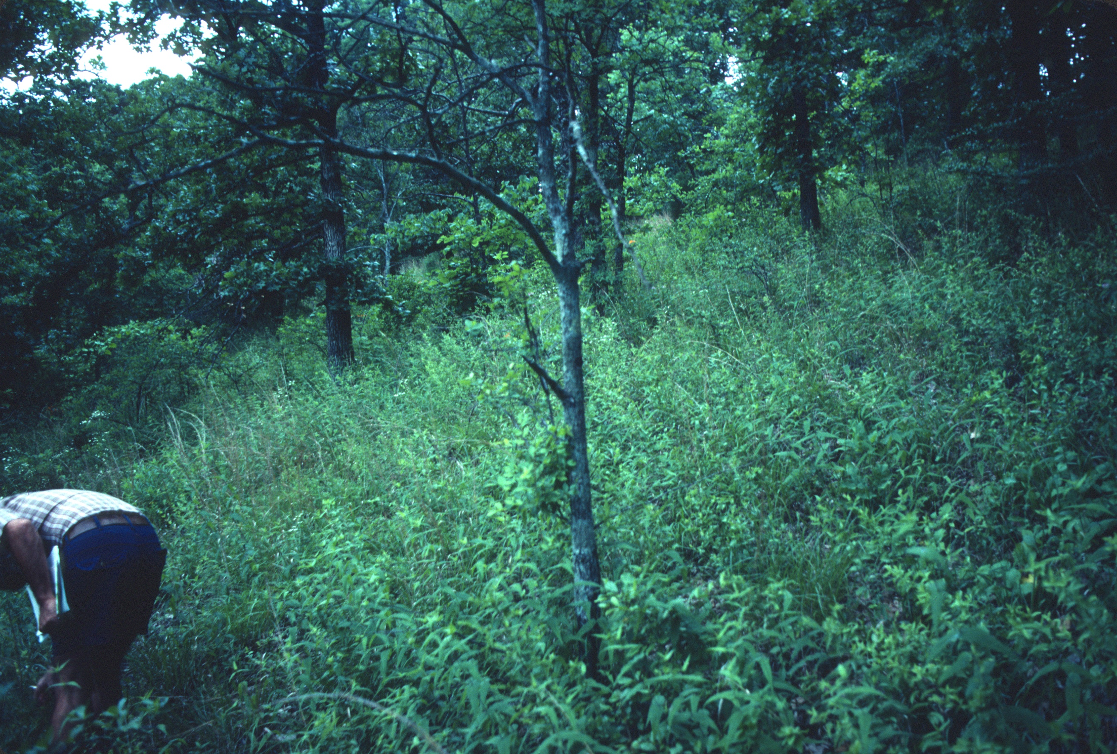 Western Highland Rim Shaley-Limestone Woodland & Barren, "Ridgetop Barren," Davidson Co., Tennessee