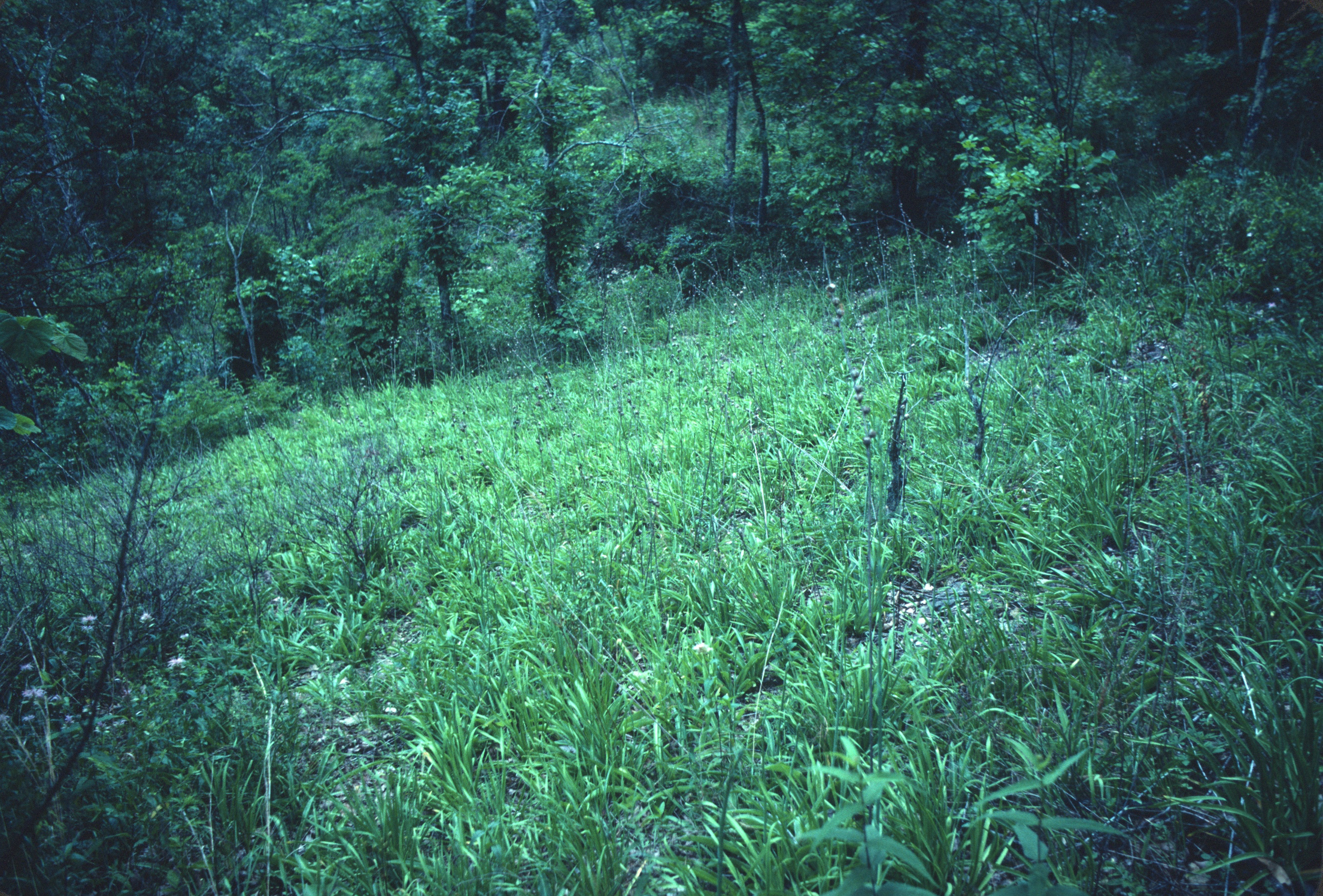 Western Highland Rim Shaley-Limestone Woodland & Barren, "Ridgetop Barren," Davidson Co., Tennessee