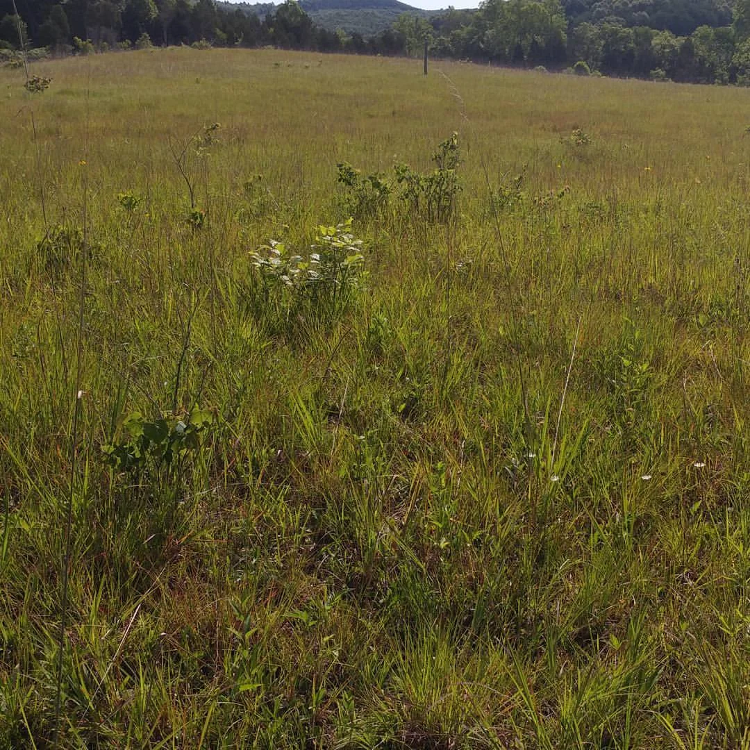 Remnant grassland, southern Pike Co., Ohio. 